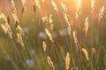 Field grass at sunset. Golden bronze background. Shiny grass stems. Peace of mind