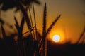 Field of grass during sunset silhouette