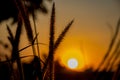 Field of grass during sunset silhouette