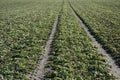 Field grass, traversed by the wheel tracks Royalty Free Stock Photo