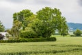 A field of grass with a tree in the middle. The sky is cloudy and the grass is green Royalty Free Stock Photo