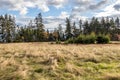 View of field and trees in autumn at Aylard Farm