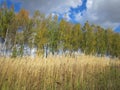 field of grass trees and sky