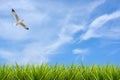 Field of grass under sky and flying bird Royalty Free Stock Photo