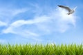 Field of grass under sky and flying bird Royalty Free Stock Photo