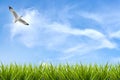 Field of grass under sky and flying bird Royalty Free Stock Photo