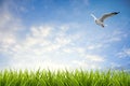 Field of grass under sky and flying bird Royalty Free Stock Photo