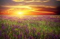 Field with grass, violet flowers and red poppies Royalty Free Stock Photo