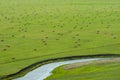 FIELD GRASS WATER STREAM SHEEP COW