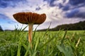 Field of grass whit Mushroom and blue sky with clouds, closup Royalty Free Stock Photo