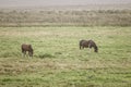 Field of grasses with a fence and two grazing horses on a rainy day Royalty Free Stock Photo