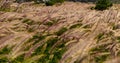 Field of grasses moved by the wind Royalty Free Stock Photo