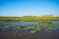 Field of grasses and white lotuses on blue sky background