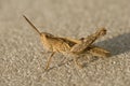 Field Grasshopper, Bruine Sprinkhaan, Chorthippus brunneus