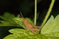 Field grasshopper (Chorthippus apricarius)