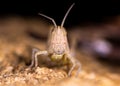 Field grasshopper (Chorthippus brunneus) head on Royalty Free Stock Photo