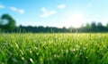 a field with grassy grass in summer time Royalty Free Stock Photo