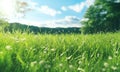 a field with grassy grass in summer time Royalty Free Stock Photo