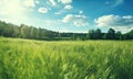 a field with grassy grass in summer time Royalty Free Stock Photo