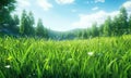 a field with grassy grass in summer time Royalty Free Stock Photo