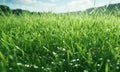 a field with grassy grass in summer time Royalty Free Stock Photo