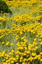 Field of gray santolina Royalty Free Stock Photo
