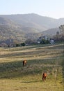 A Field of Grazing Horses In The Sun