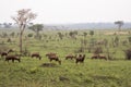 Field of grazing Topi, Ishasha, Queen Elizabeth National Park, U