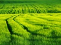 Field green