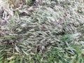 Field of green Awns grasses Royalty Free Stock Photo