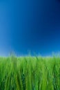 field of green barley/blue sky