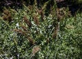 A Field of Green and Brown Weed