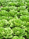 Field of green cabbages Royalty Free Stock Photo