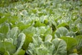 Field of mature green cabbages Royalty Free Stock Photo