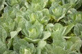 Field of green cabbages growing Royalty Free Stock Photo