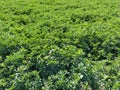 Field with green clover. Food for cows, goats, sheep, pigs and domestic rabbits. Organized planting of clover for farm animals Royalty Free Stock Photo