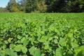 Field with green clover. Organized planting of clover. Clover Trifolium, a genus of plants in the legume family Fabaceae