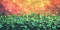 A field of green clovers with a colorful background Royalty Free Stock Photo