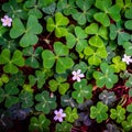 Field of green clovers