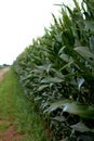 A field of green corn in the countryside Royalty Free Stock Photo