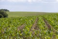 field with green corn sprouts and sky in the summer, monocultural Royalty Free Stock Photo