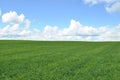 Field of green crop