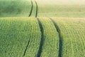 Field with green crop