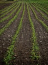 A field of green crops