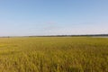 Field of green dune grass Royalty Free Stock Photo