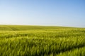The field of green ears of barley at spring time. Agricultural process. Green unripe cereals. The concept of agriculture Royalty Free Stock Photo
