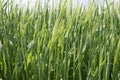 The field of green ears of barley Royalty Free Stock Photo