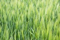 The field of green ears of barley Royalty Free Stock Photo