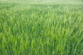 The field of green ears of barley Royalty Free Stock Photo