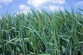 The field of green ears of barley Royalty Free Stock Photo